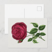 Carte Postale Lithographie de rose antique, François-Frédéric Gr (Devant / Derrière)