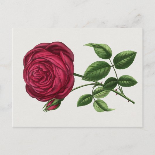 Carte Postale Lithographie de rose antique, François-Frédéric Gr (Devant)