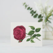 Carte Postale Lithographie de rose antique, François-Frédéric Gr (Debout devant)