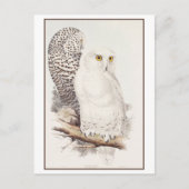 Carte Postale Lithographie de Snowy Owl par Edward Lear Postcard (Devant)