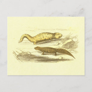 Carte Postale Lithographie Vintage de la salamandre et de l'eau