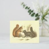 Carte Postale Lithographie Vintage d'écureuil commun et noir (Debout devant)