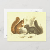 Carte Postale Lithographie Vintage d'écureuil commun et noir (Devant / Derrière)