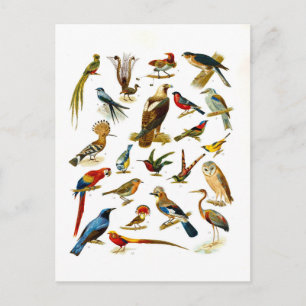 Carte Postale Lithographie vintage d'oiseaux