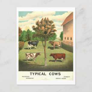 Carte Postale Lithographie Vintage "Vaches typiques"