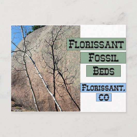 Carte Postale Lits Fossil Florissant (Devant)