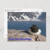 Carte postale Little Auk Spitsbergen (Devant / Derrière)