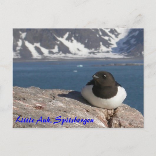 Carte postale Little Auk Spitsbergen (Devant)