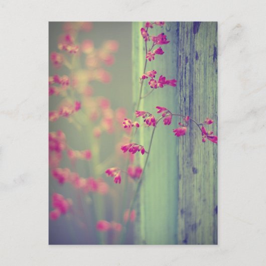 Carte Postale Little Bells (Devant)