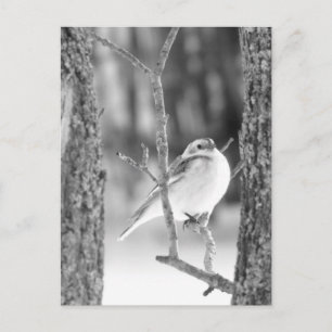 Carte Postale Little Bird