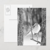 Carte Postale Little Bird (Devant / Derrière)