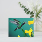 Carte Postale Little Bird (Debout devant)
