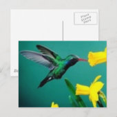 Carte Postale Little Bird (Devant / Derrière)