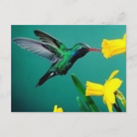 Carte Postale Little Bird (Devant)