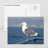 Carte Postale Little Birdy (Devant / Derrière)