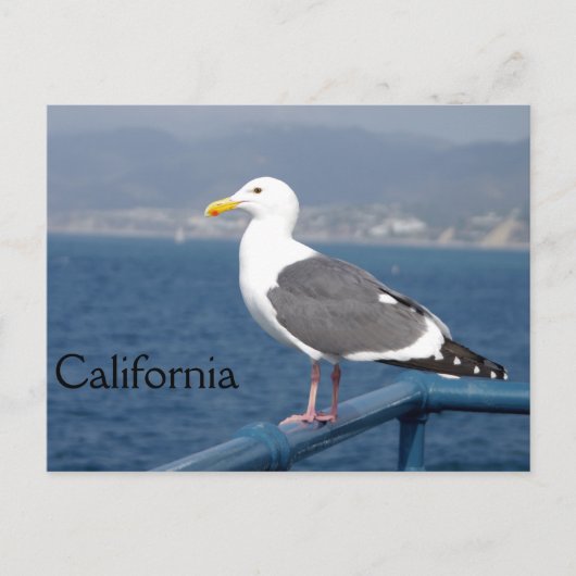 Carte Postale Little Birdy (Devant)