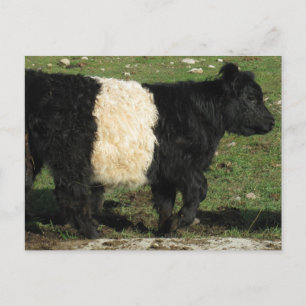 Carte Postale Little Black Beltie Calf