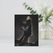 Carte Postale Little Black Kitty (Debout devant)