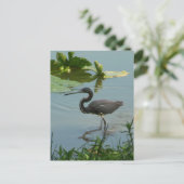 Carte postale Little Blue Heron (Debout devant)