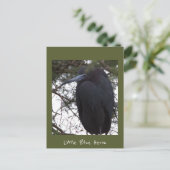 Carte postale Little Blue Heron (Debout devant)