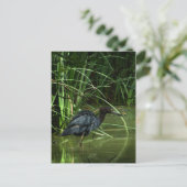 Carte postale Little Blue Heron (Debout devant)