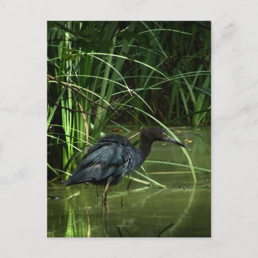 Carte postale Little Blue Heron (Devant)