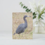 Carte postale Little Blue Heron (Debout devant)