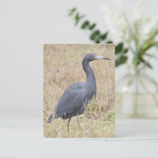 Carte postale Little Blue Heron (Debout devant)