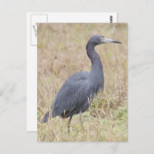 Carte postale Little Blue Heron (Devant / Derrière)