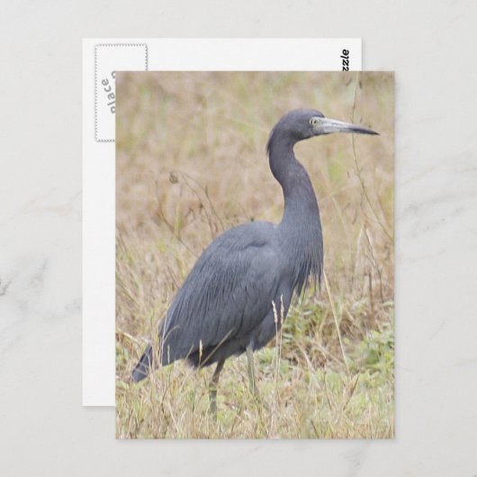 Carte postale Little Blue Heron (Devant / Derrière)