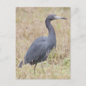 Carte postale Little Blue Heron (Devant)