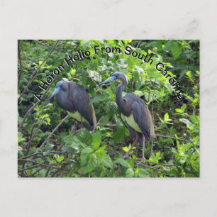 Carte postale Little Blue Heron Caroline du Sud