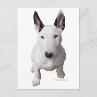 Carte Postale Little Bull Terrier