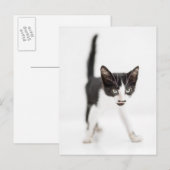 Carte Postale Little Cat (Devant / Derrière)