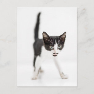 Carte Postale Little Cat