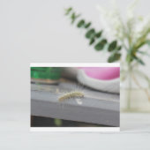 Carte Postale Little Caterpillar (Debout devant)