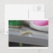 Carte Postale Little Caterpillar (Devant / Derrière)