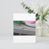 Carte Postale Little Caterpillar (Debout devant)
