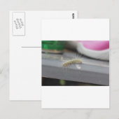 Carte Postale Little Caterpillar (Devant / Derrière)