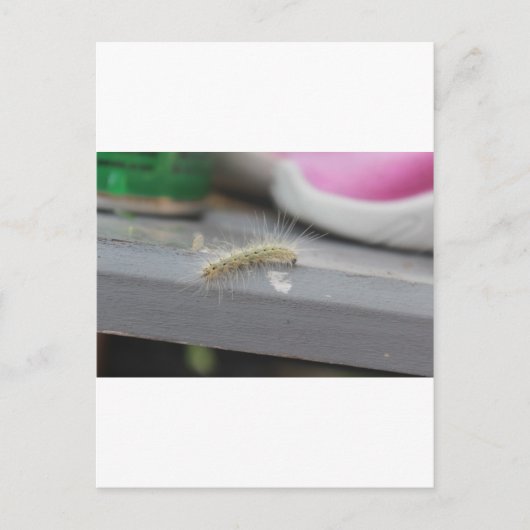 Carte Postale Little Caterpillar (Devant)