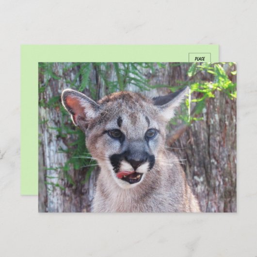 Carte postale Little Cougar Cub (Devant / Derrière)