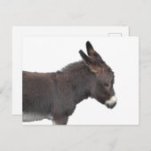 Carte postale Little Donkey (Devant / Derrière)