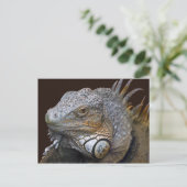 Carte postale Little Dragon (Debout devant)
