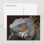 Carte postale Little Dragon (Devant / Derrière)