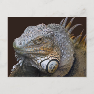 Carte postale Little Dragon