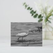 Carte postale Little Egret (Debout devant)