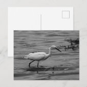 Carte postale Little Egret (Devant / Derrière)