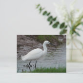 Carte postale Little Egret (Debout devant)