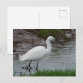 Carte postale Little Egret (Devant / Derrière)