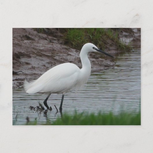 Carte postale Little Egret (Devant)